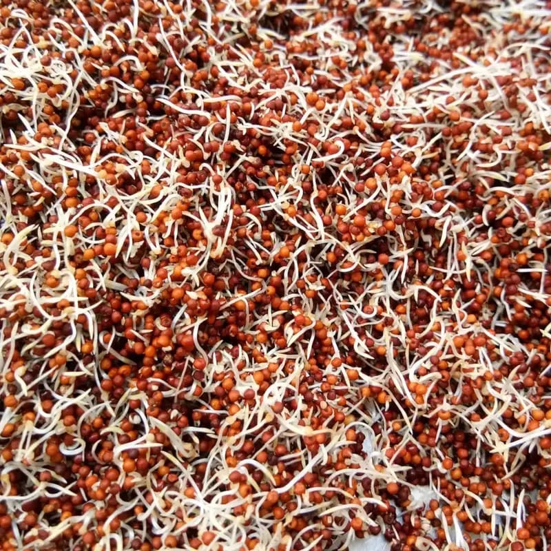 Sprouted Ragi Powder